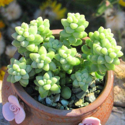 Real Live Succulent Cactus Plant : Sedum burrito Moran