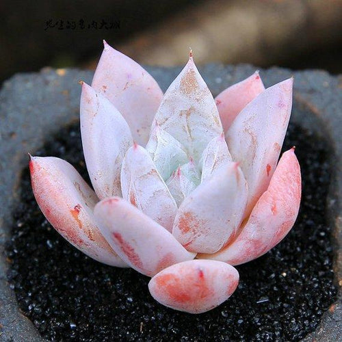 Real Live Succulent Cactus Plant : Echeveria Mexican Giant / Echeveria colorata 'Mexican Giant'