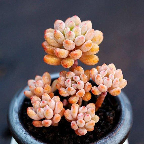 Real Live Succulent Cactus Plant : Echeveria amoena 'Microcalyx'