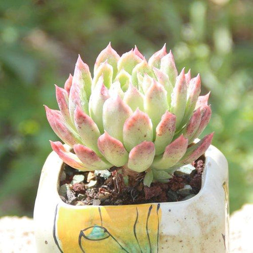 Real Live Succulent Cactus Plant : Echeveria Bradburyana