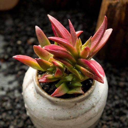 Real Live Succulent Cactus Plant : Crassula fusca