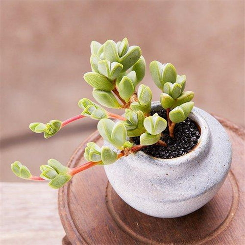 Real Live Succulent Cactus Plant : Echinus maximiliani
