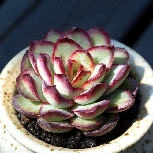 Real Live Succulent Cactus Plant : 'YUANSHILINGYING'