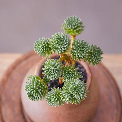 Real Live Succulent Cactus Plant : Sedum multiceps