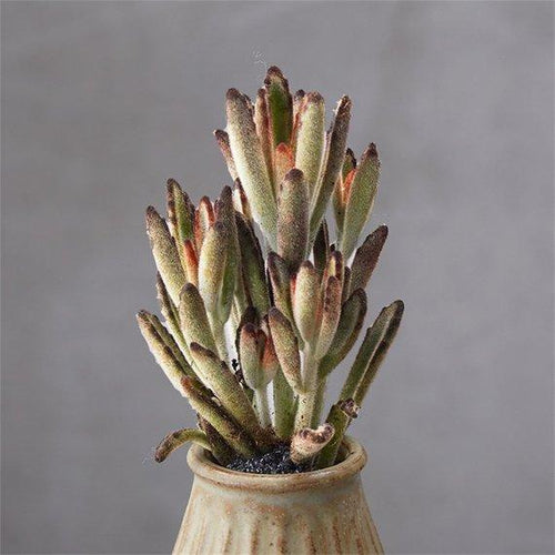 Real Live Succulent Cactus Plant : Kalanchoe tomentosa 'Chocolate Soldier'