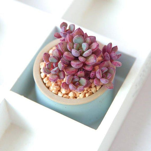 Real Live Succulent Cactus Plant : Graptoveria cv Purple Dream