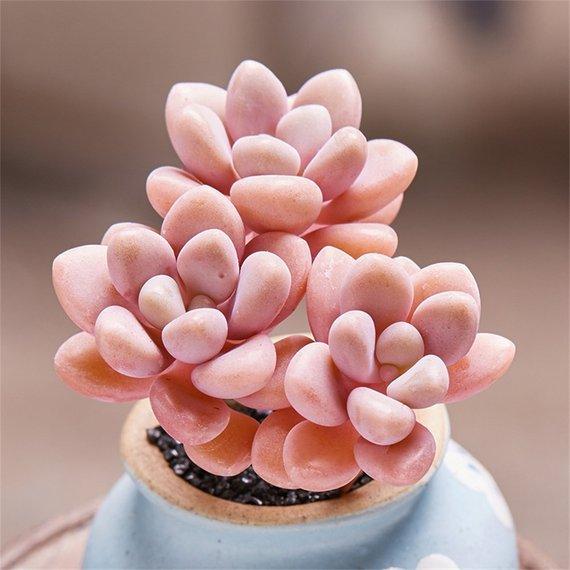 Real Live Succulent Cactus Plant : Graptopetalum sp('Ellen')