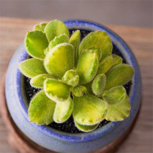 Real Live Succulent Cactus Plant : Cotyledon ladismithen
