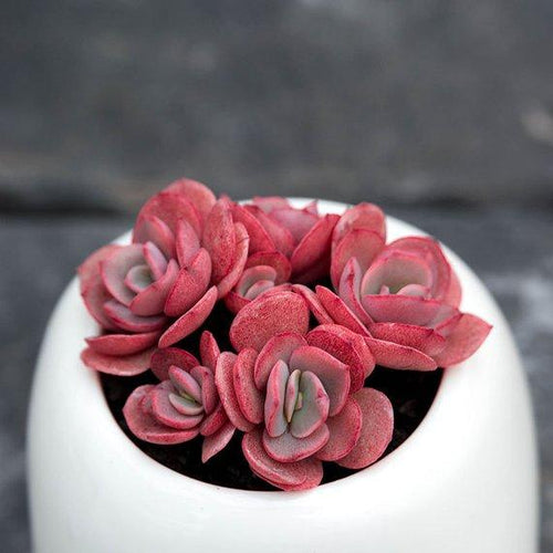 Real Live Succulent Cactus Plant : Echeveria Sunyan