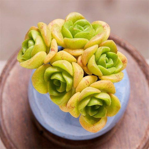 Real Live Succulent Cactus Plant : Aeonium LilyPad
