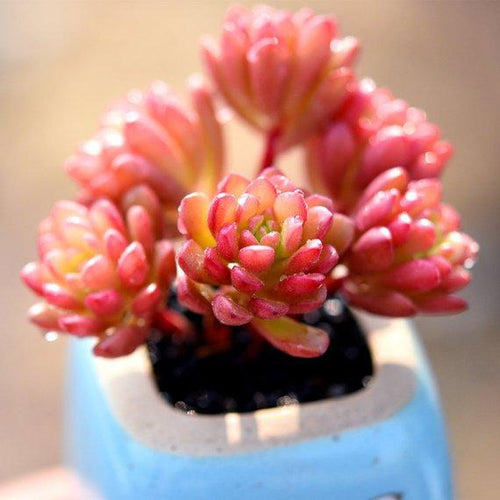 Real Live Succulent Cactus Plant : Sedun joyce tulloch