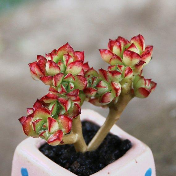 Real Live Succulent Cactus Plant : Echeveria supia