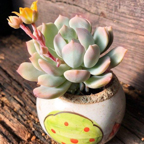 Real Live Succulent Cactus Plant : x Graptoveria 'A Grim One'