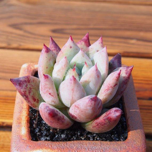 Real Live Succulent Cactus Plant : Echeveria colorata f. Tapalpa