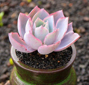 Real Live Succulent Cactus Plant : Echeveria Afterglow