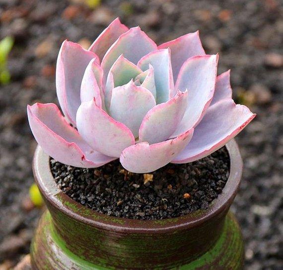 Real Live Succulent Cactus Plant : Echeveria Afterglow