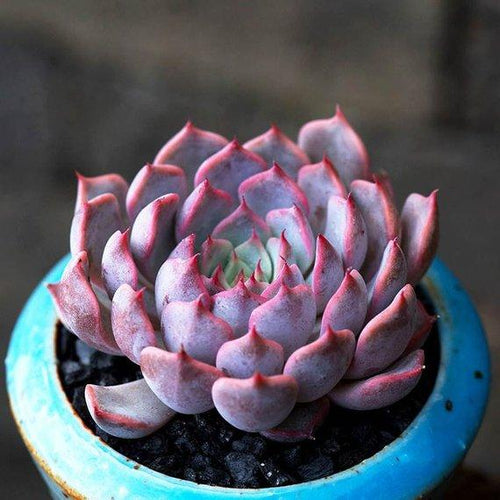 Real Live Succulent Cactus Plant : Echeveria Texensis Rosea