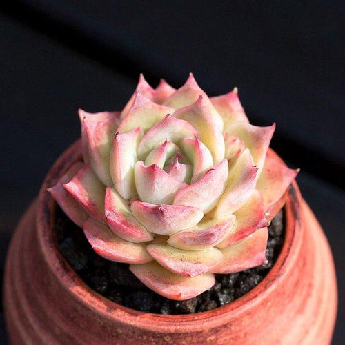 Real Live Succulent Cactus Plant : Echeveria 'Pink Tips'