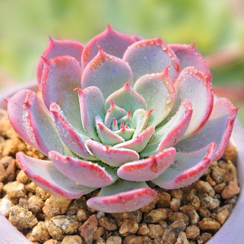 Real Live Succulent Cactus Plant : Echeveria Laulensis