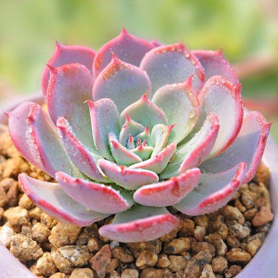 Real Live Succulent Cactus Plant : Echeveria Laulensis
