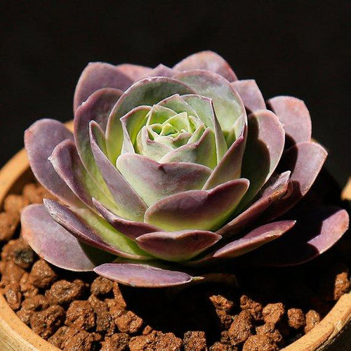 Real Live Succulent Cactus Plant : Greenovia aurea ex El Hierro ('Pink Mountain Rose')