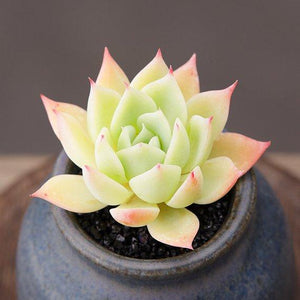 Real Live Succulent Cactus Plant : Echeveria Pansy