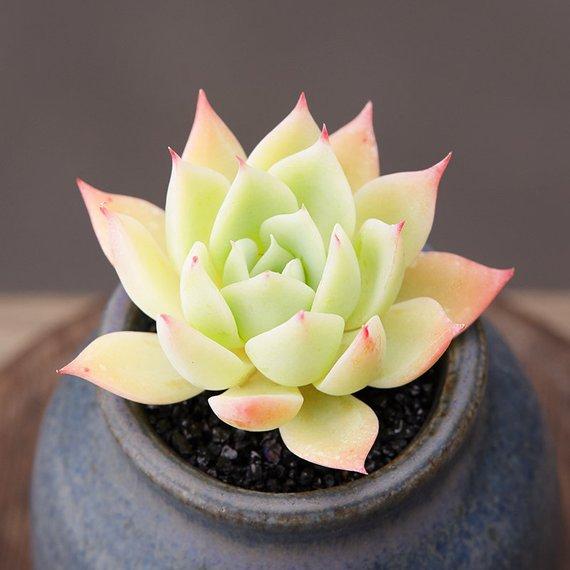 Real Live Succulent Cactus Plant : Echeveria Pansy
