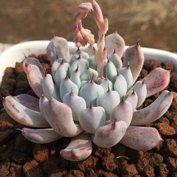Real Live Succulent Cactus Plant : Echeveria cuspidata var.zaragozae Kimnach