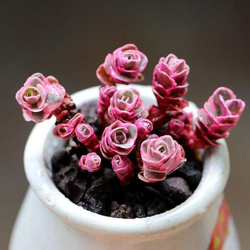 Real Live Succulent Cactus Plant : Sedum spurium cv.'Dragon's Blood