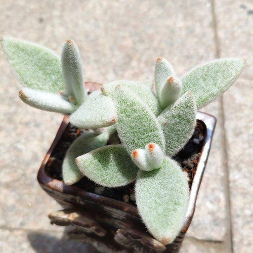 Real Live Succulent Cactus Plant : Kalanchoe eriophylla Hilsenberg & Bojer ex Tulasne