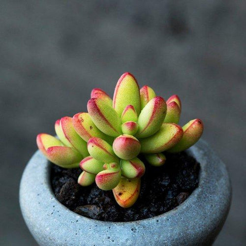 Real Live Succulent Cactus Plant : Crassula nudicaulis var herrei