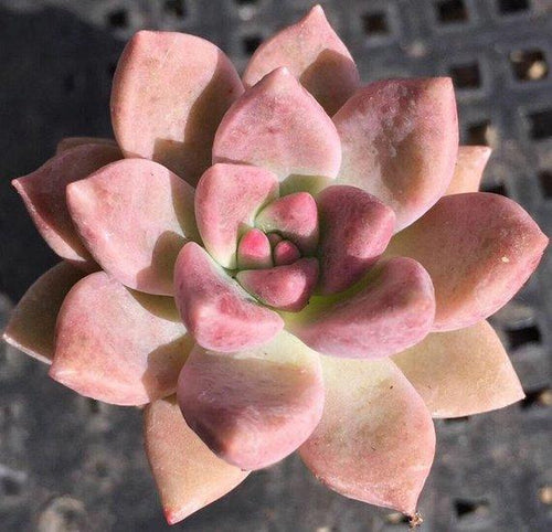 Real Live Succulent Cactus Plant : Echeveria gilva 'Shining Pearl'