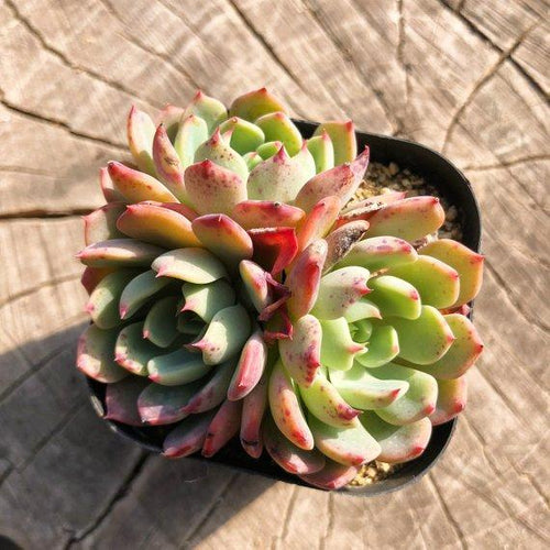 Real Live Succulent Cactus Plant : Echeveria 'Nana mini hook'