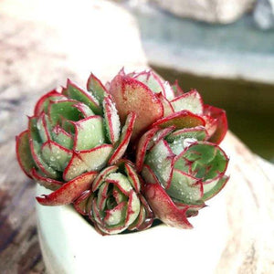 Real Live Succulent Cactus Plant : Echeveria 'Yangjin'