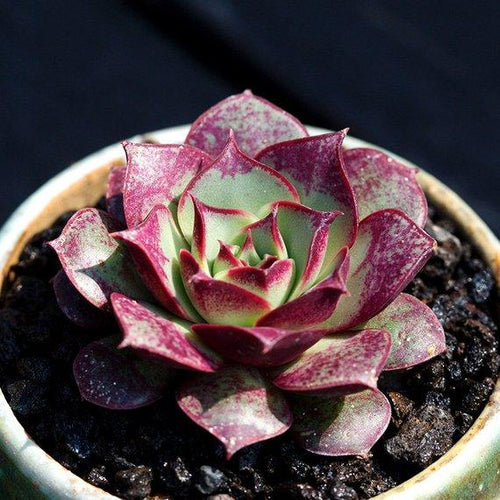Real Live Succulent Cactus Plant : Echeveria longissima var. longissima