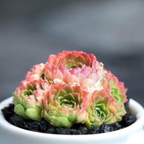Real Live Succulent Cactus Plant : 'WAYANHONGLIAN'