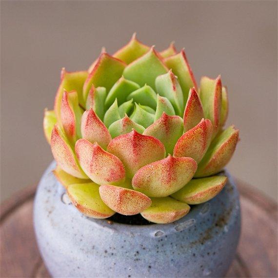 Real Live Succulent Cactus Plant : Echeveria 'ramillette'