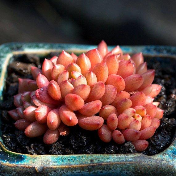 Real Live Succulent Cactus Plant : Sedeveria pink ruby