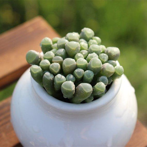 Real Live Succulent Cactus Plant : Fenestraria rhopalophylla subsp. aurantiaca (N.E.Br.) H.E.K.Hartmann