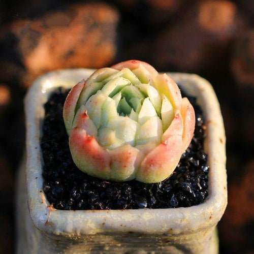 Real Live Succulent Cactus Plant : Lemon Berry