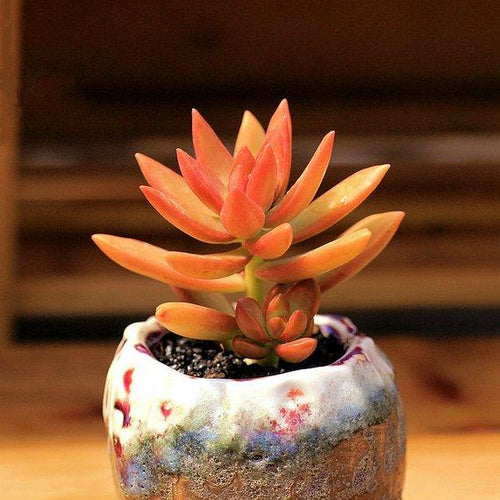 Real Live Succulent Cactus Plant : Sedum nussbaumerianum