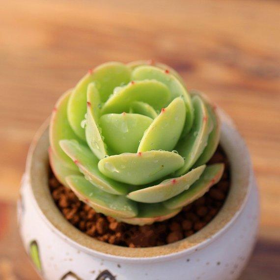Real Live Succulent Cactus Plant : Echeveria Peach Pride