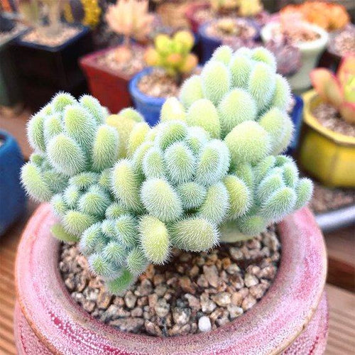 Real Live Succulent Cactus Plant : Sedum hintonii