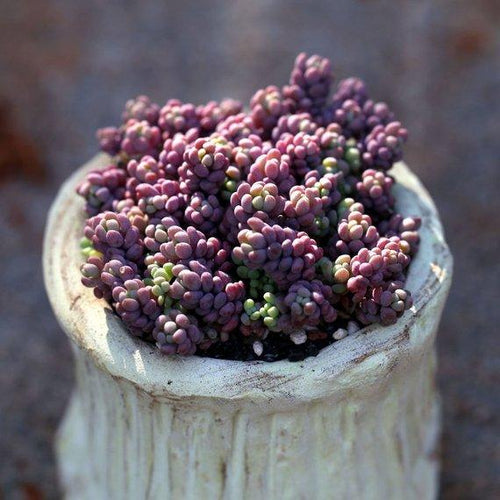 Real Live Succulent Cactus Plant : Sedum dasyphyllum 'Lilac Mound'