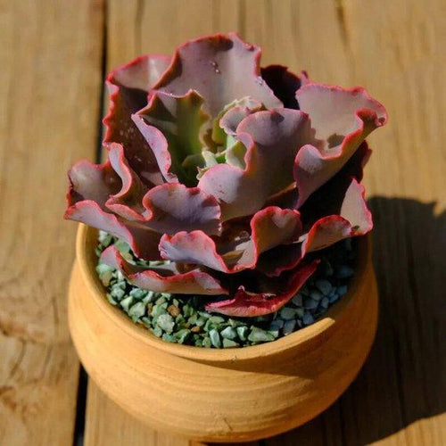 Real Live Succulent Cactus Plant : Echeveria 'Takasago No Okina'