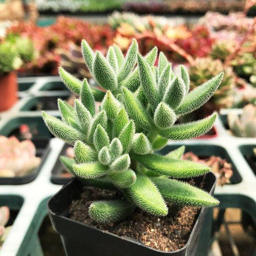 Real Live Succulent Cactus Plant : Crassula mesembrianthoides subsp. hispida