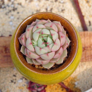 Real Live Succulent Cactus Plant : Echeveria 'Ben Badis'