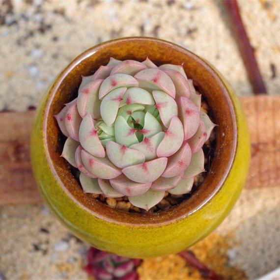 Real Live Succulent Cactus Plant : Echeveria 'Ben Badis'