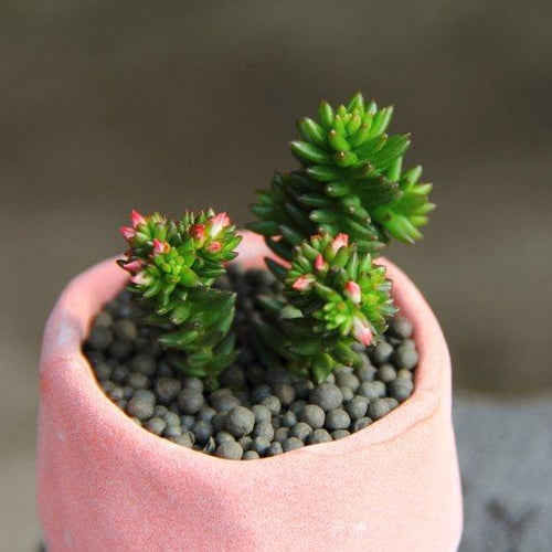 Real Live Succulent Cactus Plant : Sedum 'Spiral Staircase'