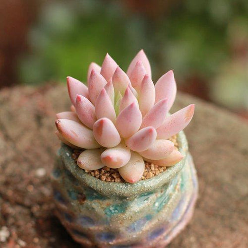 Real Live Succulent Cactus Plant : 'SUOLUOMEN'